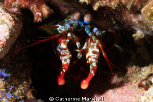 Mantis shrimp - shot with Canon 7D and 60mm macro lens. by Catherine Marshall 